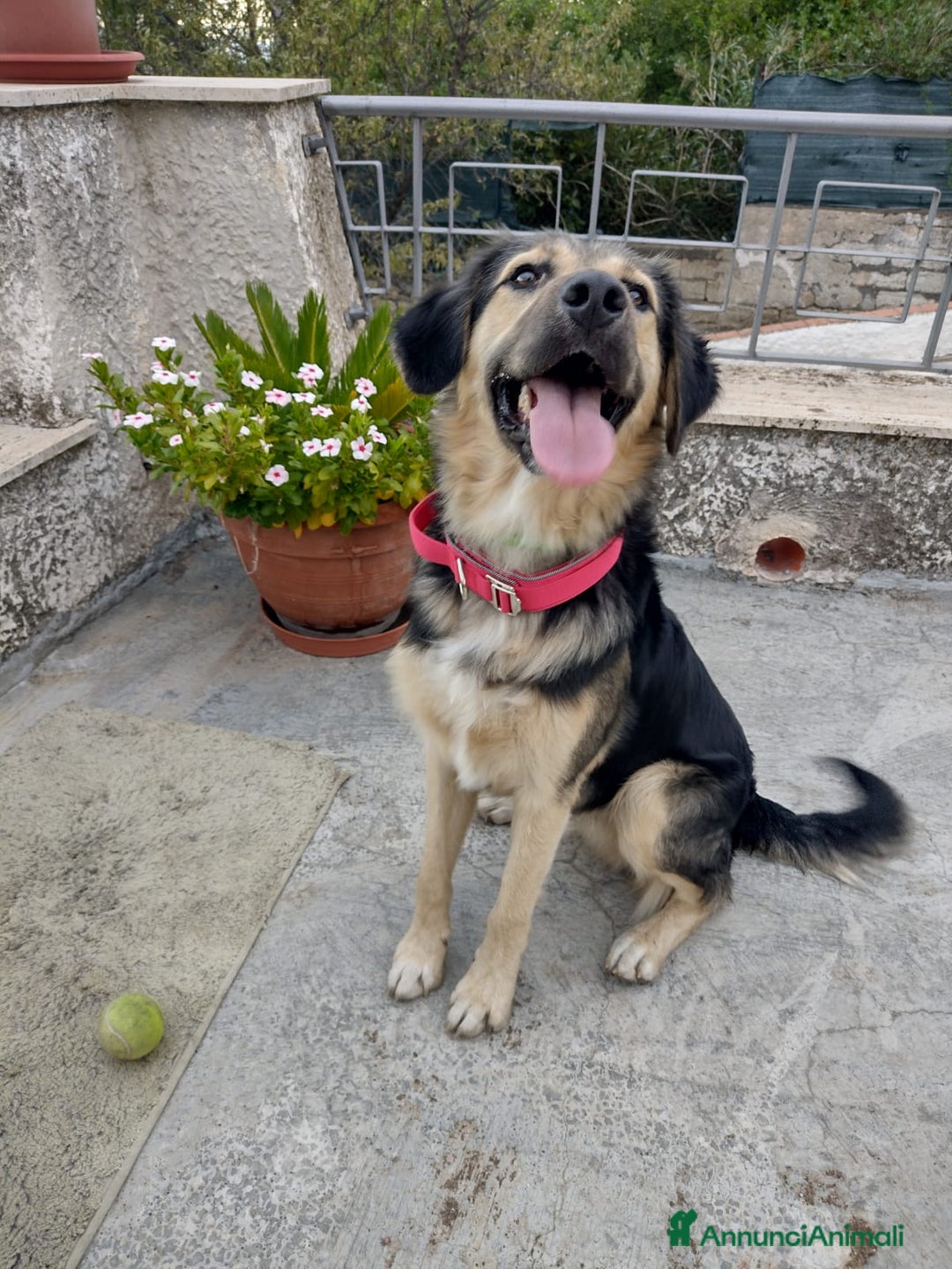 Meticcio cani in regalo: Splendido Simil Pastore (Catania) - Annuncio 2