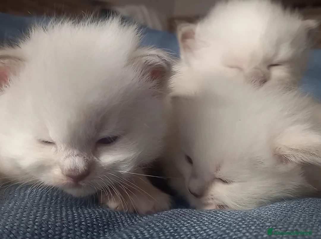 Immagine della galleria {{count}}