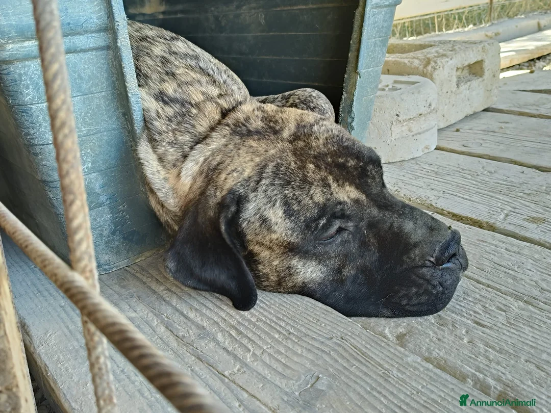 Cane Corso cani in regalo: Kira e Zeus, due anime buone in cerca di casa - Annuncio 14