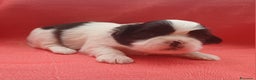 Shih Tzu cani in vendita: Cuccioli shih-tzu  - Annuncio 4