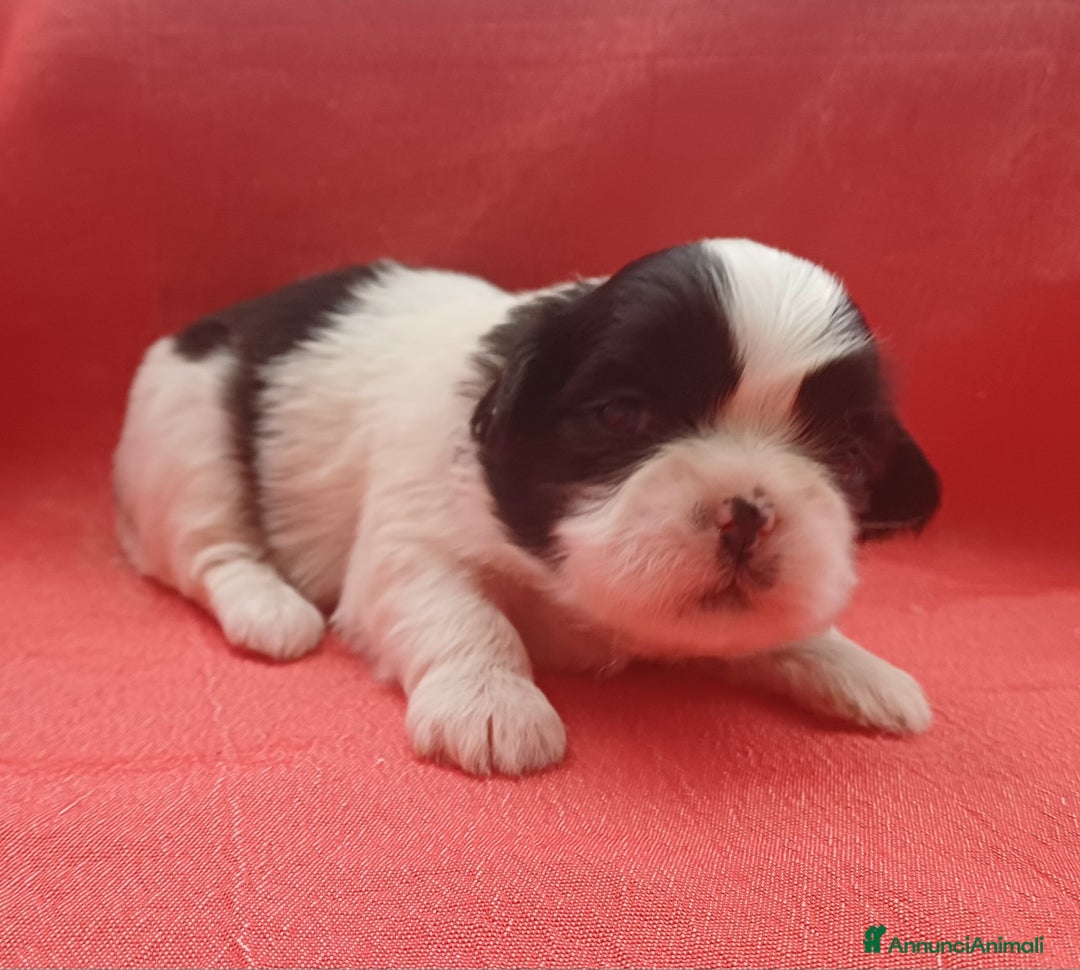Shih Tzu cani in vendita: Cuccioli shih-tzu  - Annuncio 4