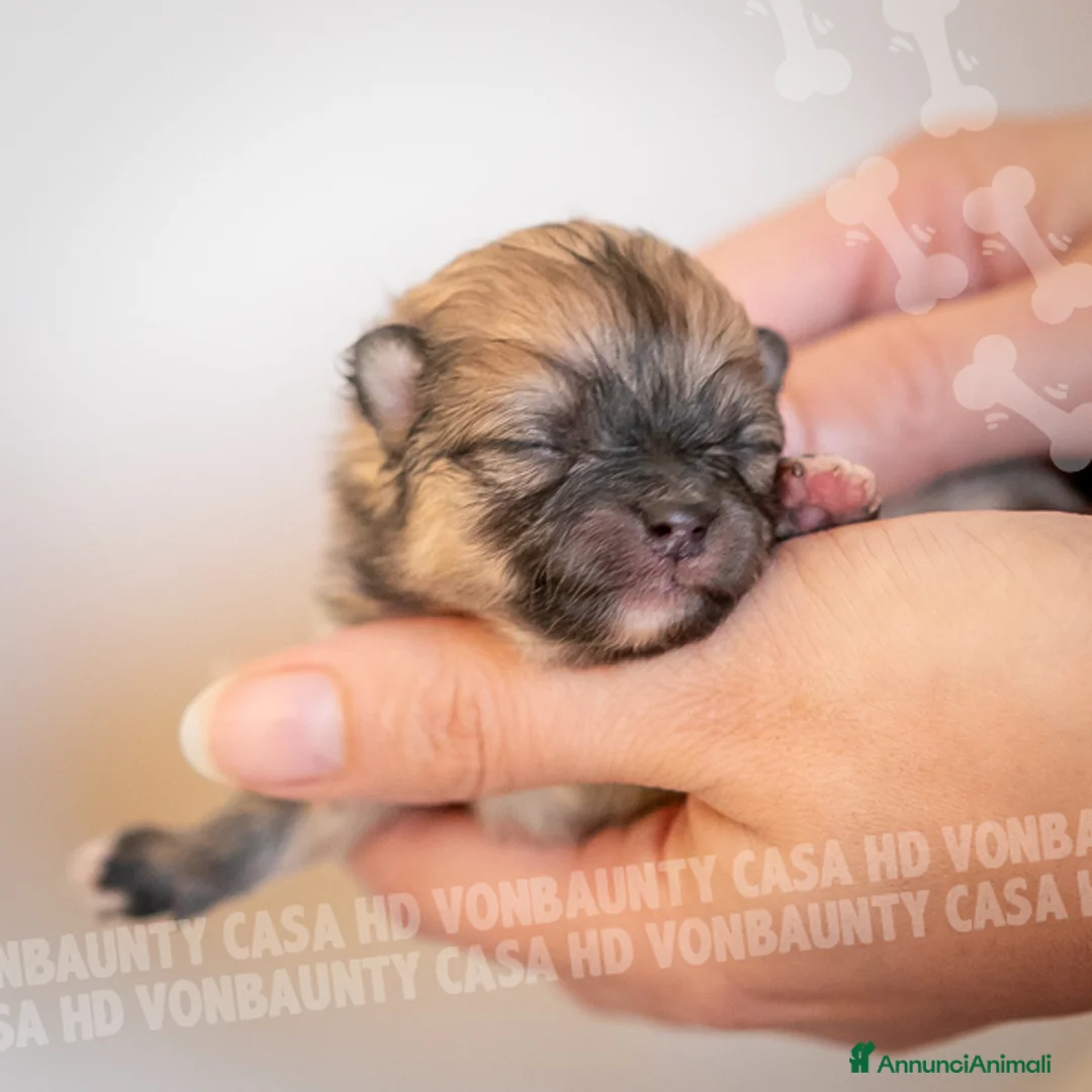 Volpino Pomerania cani in vendita: Cuccioli Spitz Nano di Pomerania - Annuncio 14