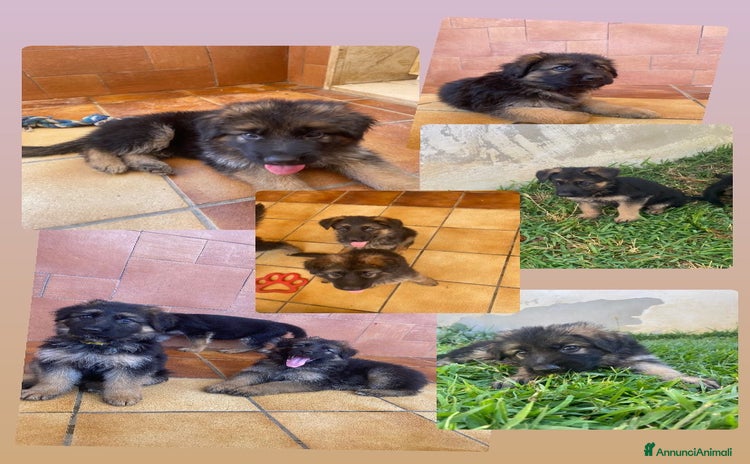 Pastore Tedesco cani a Provincia di Brindisi - Annuncio 18