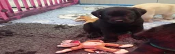 Labrador cani in vendita: Labrador Retriever  a Provincia di Ferrara - Annuncio 7