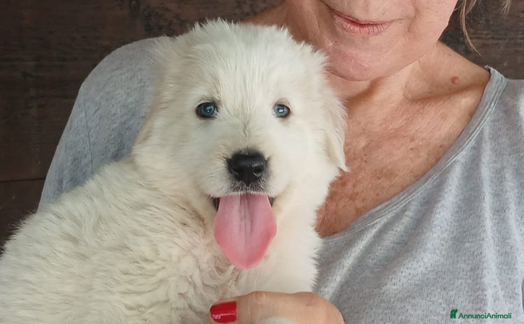 Meticcio cani a Città metropolitana di Roma Capitale - Annuncio 17