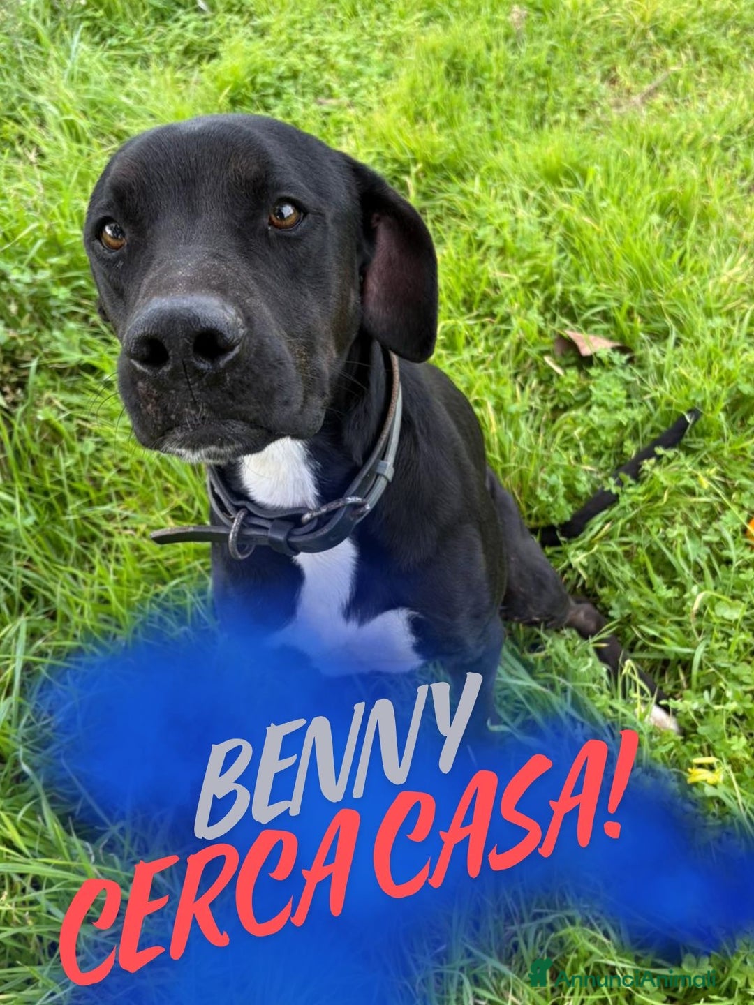 Meticcio cani in regalo: BENNY 💙 - cuore d’oro, nessuno chiama per lui 😢 - Annuncio 1