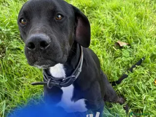 Meticcio cani BENNY 💙 - cuore d’oro, nessuno chiama per lui 😢 - Annuncio 39