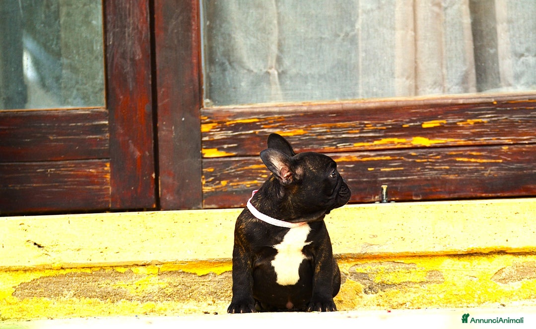 Bulldog Francese cani in vendita: Femmina Bringee  - Annuncio 14