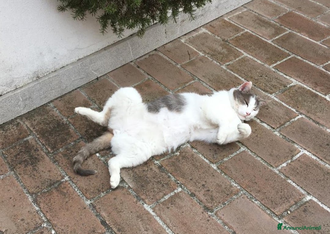 Europeo gatti in regalo: Gatto Poldo  - Annuncio 3