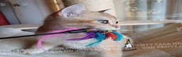 Scottish gatti in vendita: Cuccioli Scottish Straight - Annuncio 10