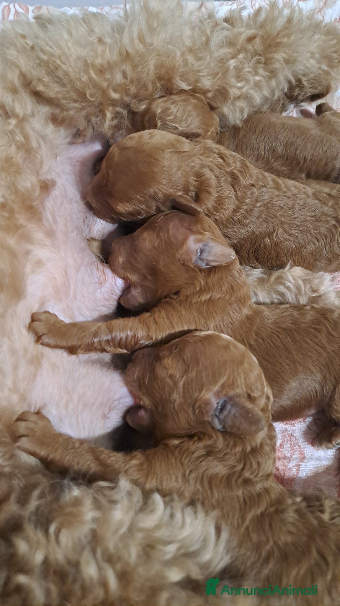 Barboncino cani in vendita: Barboncini  a Provincia di Pisa - Annuncio 9