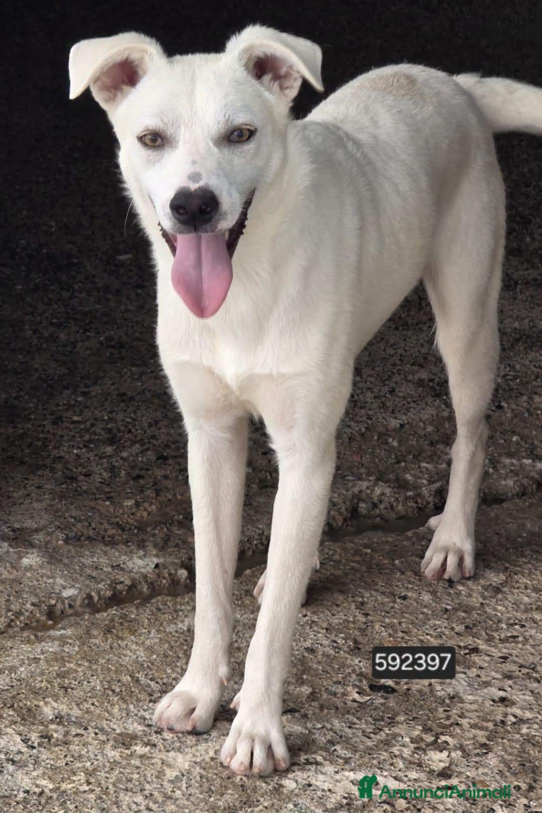Meticcio cani Gonnello - Annuncio 16