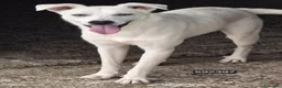 Meticcio cani in regalo: Gonnello - Annuncio 1