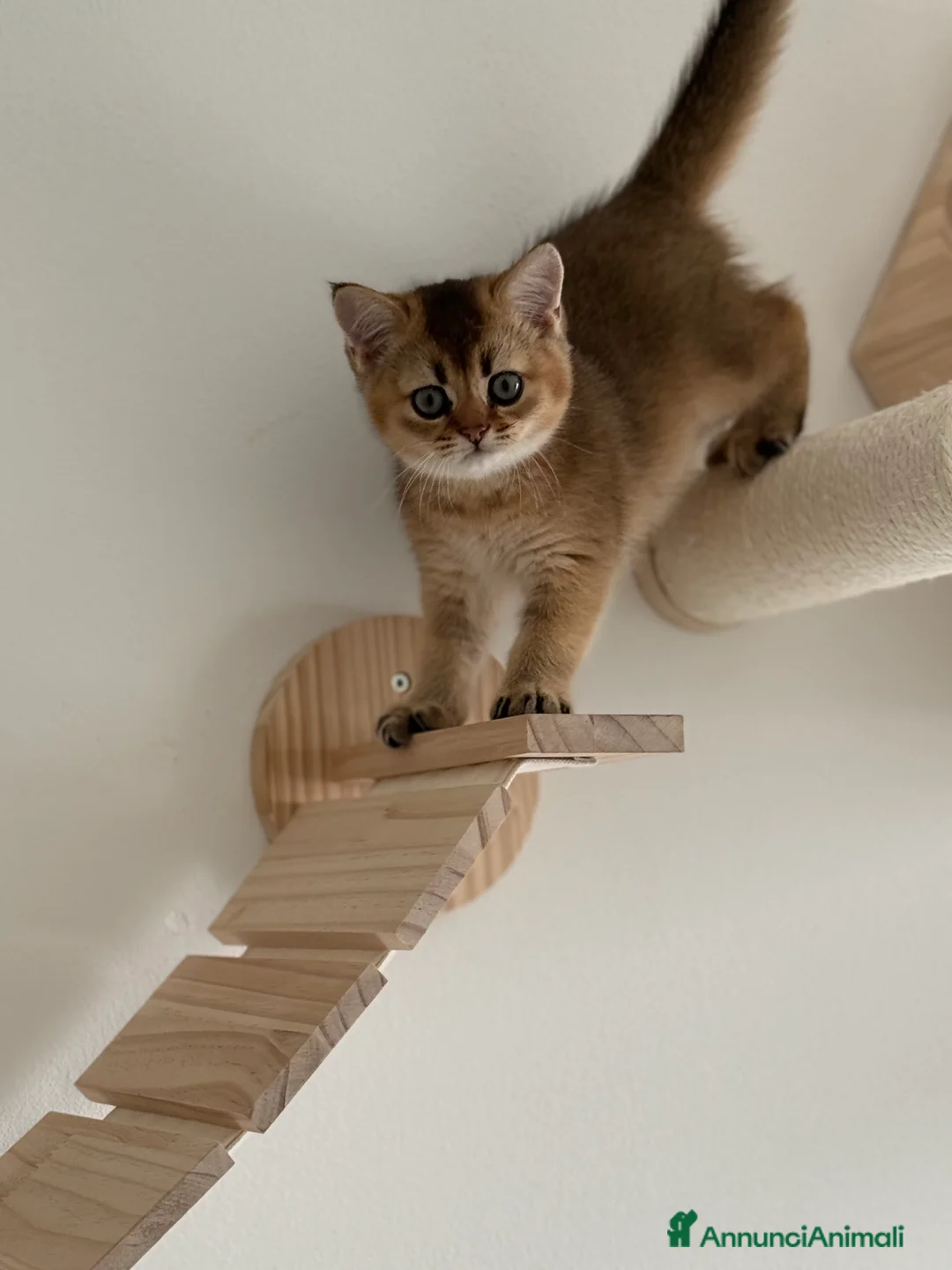 Scottish gatti in vendita: Scottish Straight  - Annuncio 3