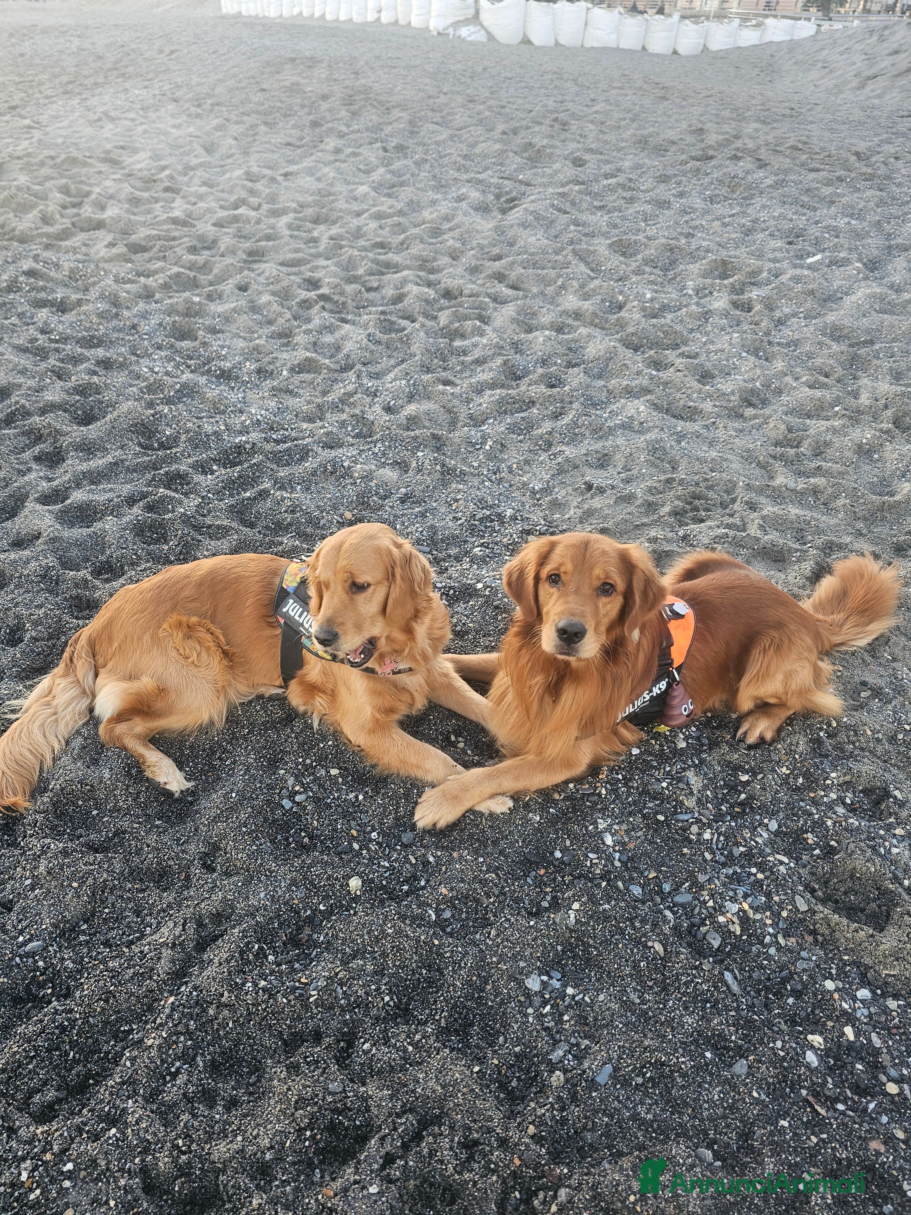 Golden Retriever cani CUCCIOLI GOLDEN RETRIVER - Annuncio 2