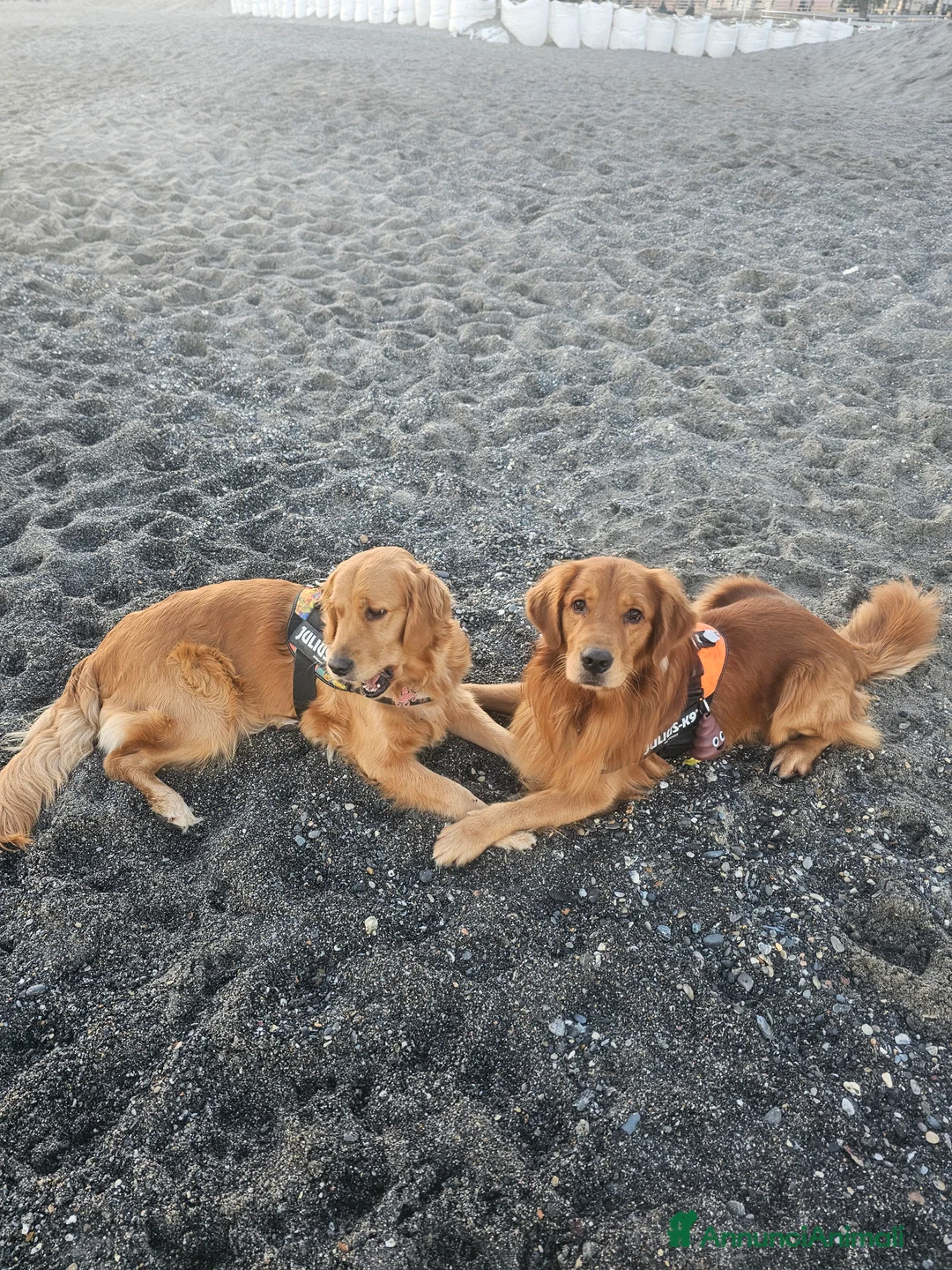 Golden Retriever cani in vendita: CUCCIOLI GOLDEN RETRIVER - Annuncio 2
