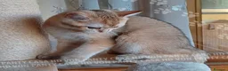 Scottish gatti in vendita: Cuccioli Scottish Straight - Annuncio 6