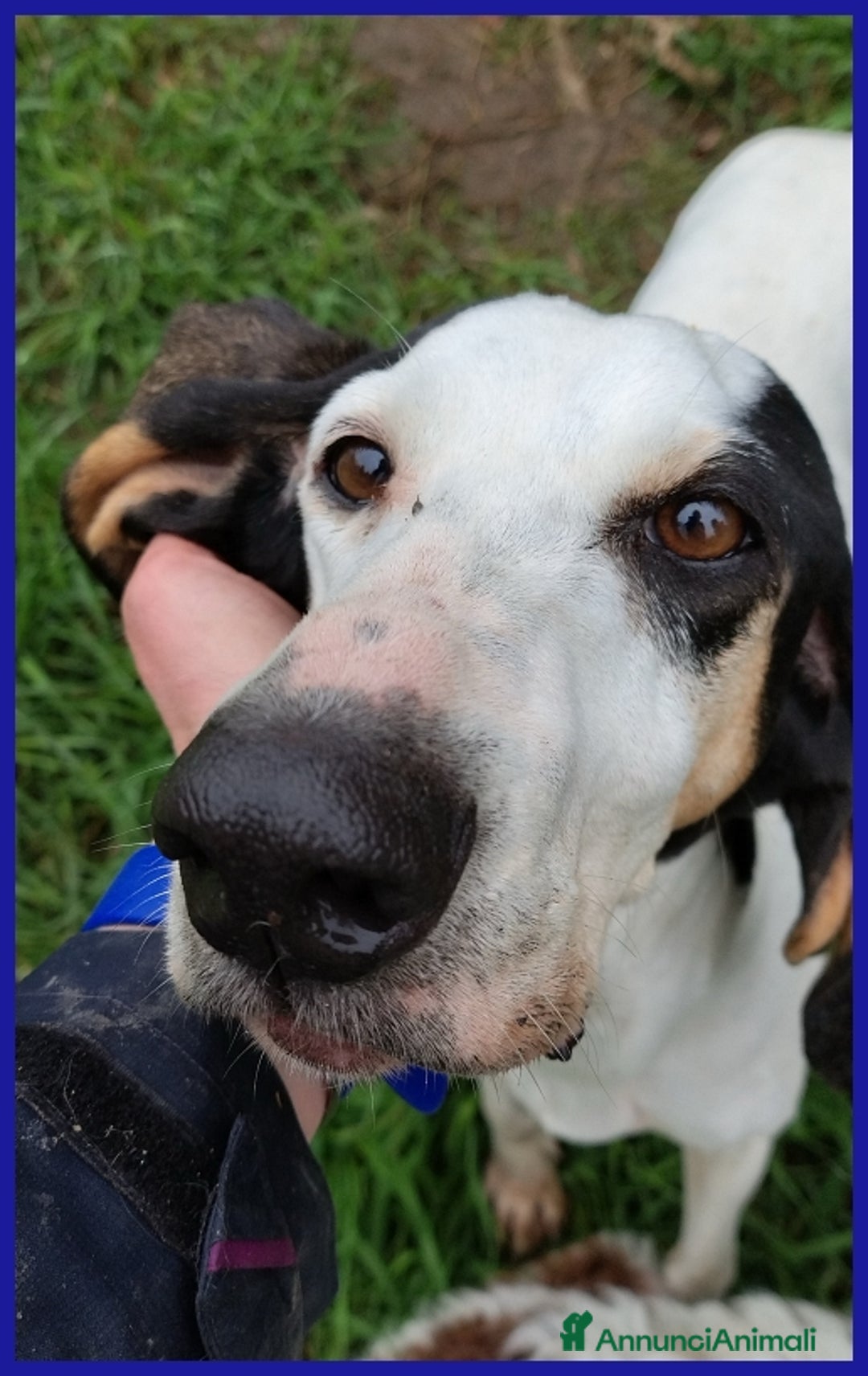 Segugio cani in regalo: MOIRA SPLENDIDA SEGUGIA 7 ANNI, VAGAVA RANDAGIA AF a Città metropolitana di Milano - Annuncio 3