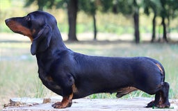 Bassotto cani in vendita: Cuccioli bassotto nano  a Provincia di Ferrara - Immagine 4