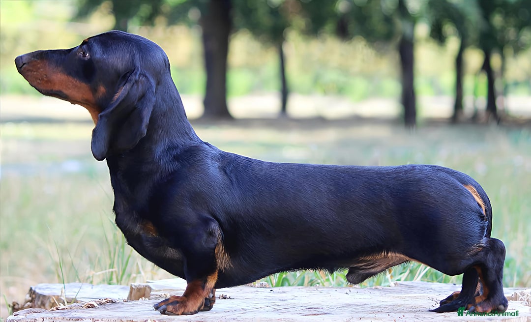 Bassotto cani in vendita: Cuccioli bassotto nano  a Provincia di Ferrara - Immagine 4