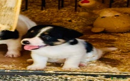 Jack Russell cani in vendita: Jack Russell pelo broken/ruvido a Calenzano - Immagine 17