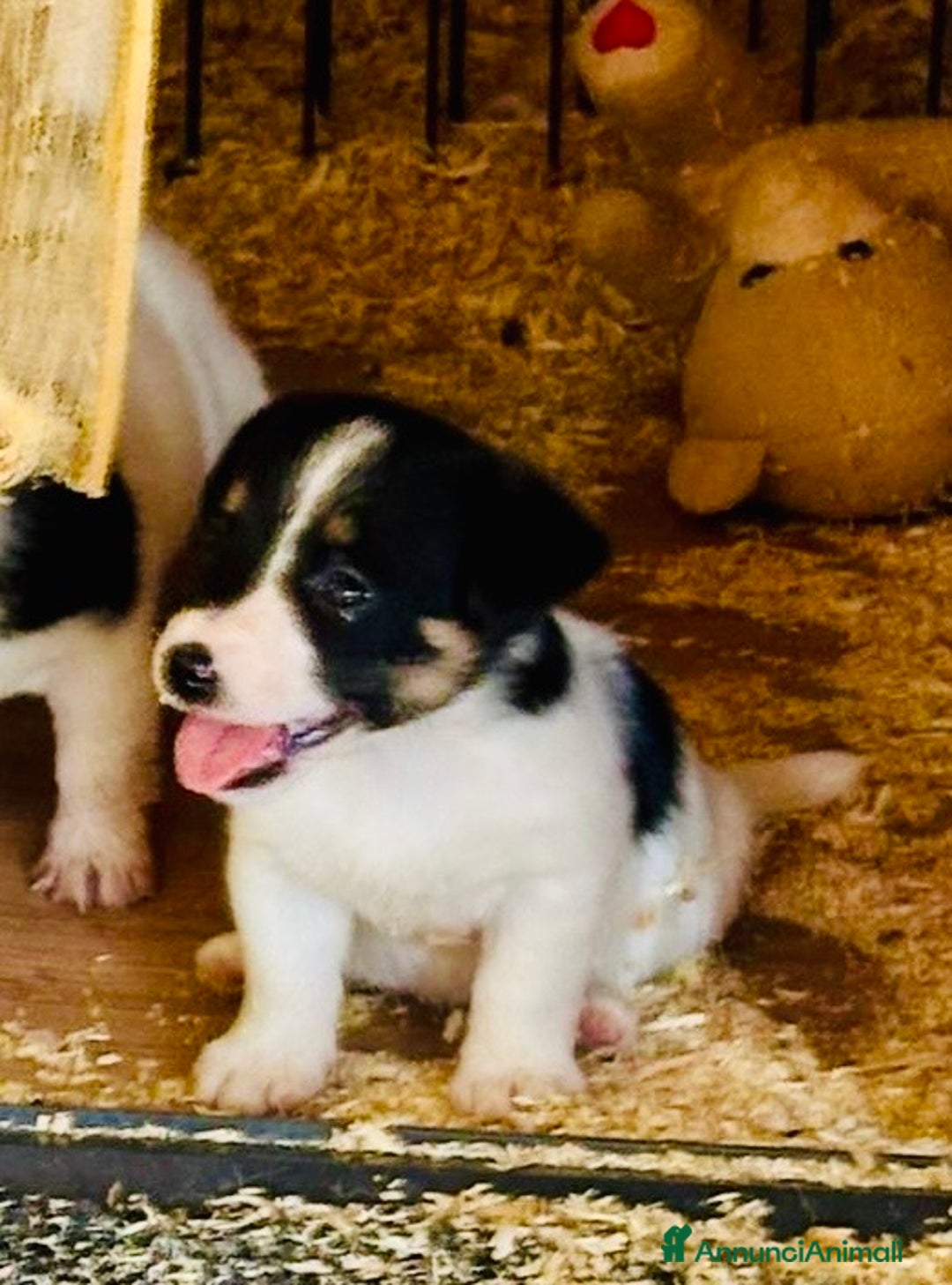 Jack Russell cani in vendita: Jack Russell pelo broken/ruvido a Calenzano - Immagine 17