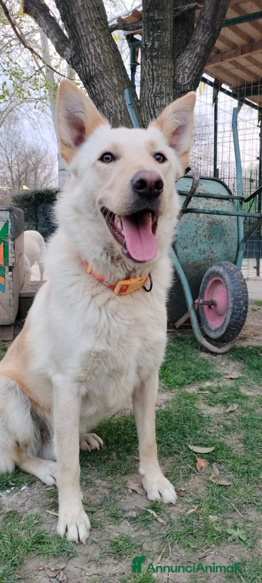 Meticcio cani in regalo: ROMEO 💙 zero divano. Mille avventure. a Provincia di Parma - Annuncio 10