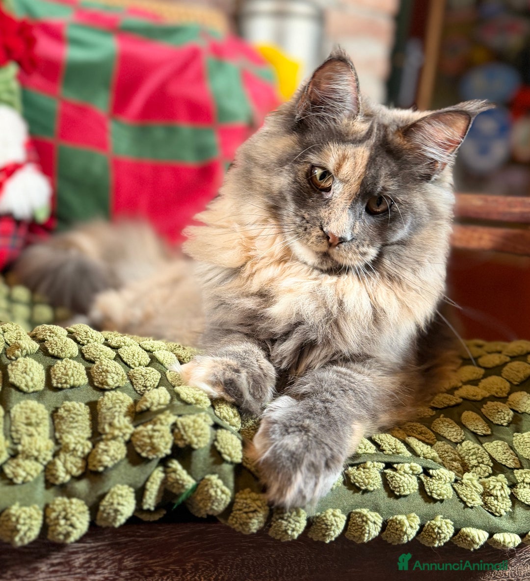 Maine Coon gatti in vendita: Maine Coon femmine tortie solide pedigree Anfi - Annuncio 1