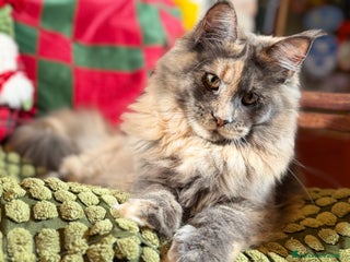 Maine Coon gatti Maine Coon femmine tortie solide pedigree Anfi - Annuncio 1