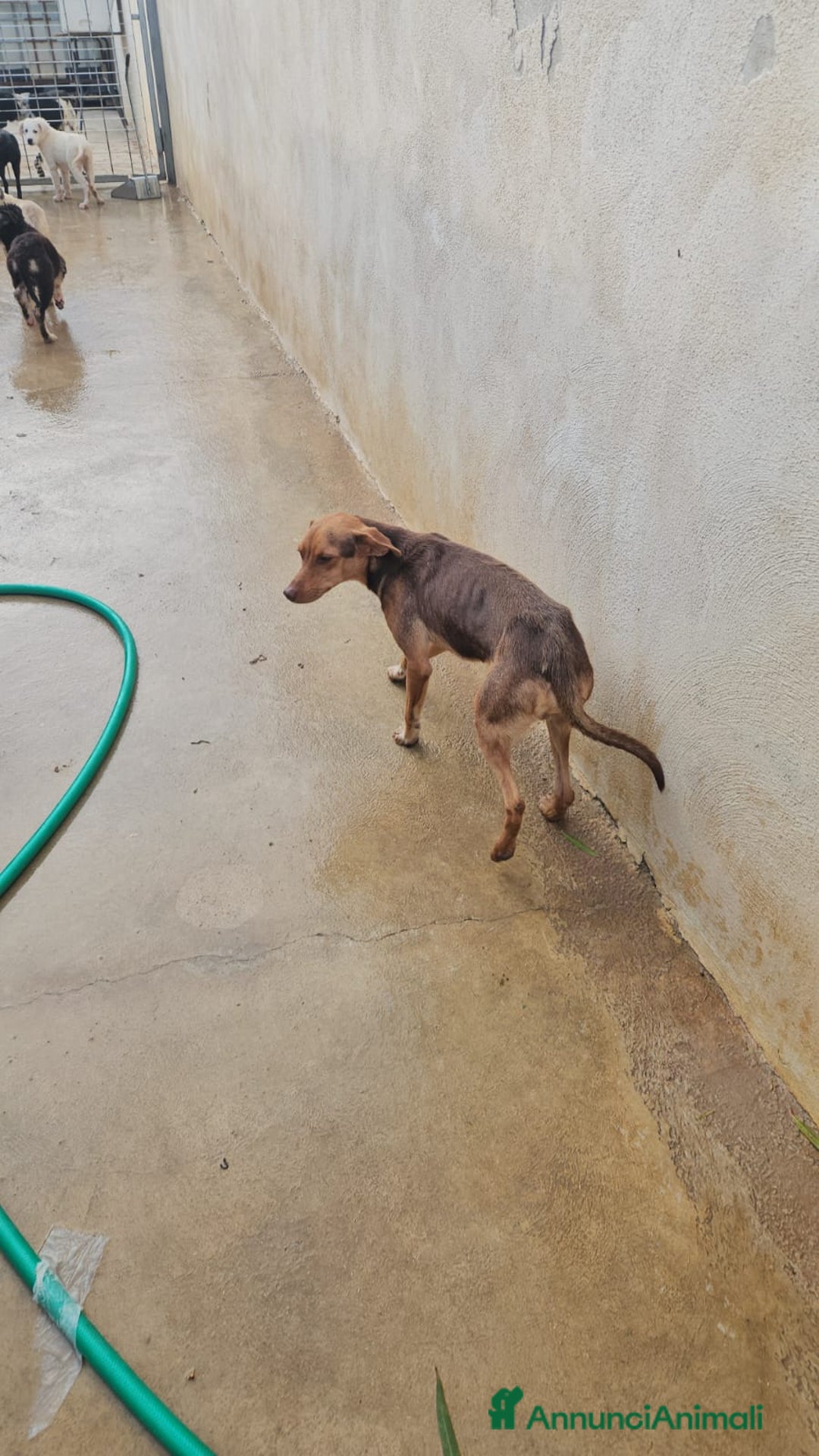 Meticcio cani in regalo: Lupo: cucciolotto taglia piccola socievole  a Città Metropolitana di Genova - Annuncio 19