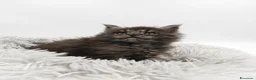 Maine Coon gatti in vendita: MAINE COON CON PEDIGREE:PERCORSO DI ADOZIONE ETICO - Annuncio 2