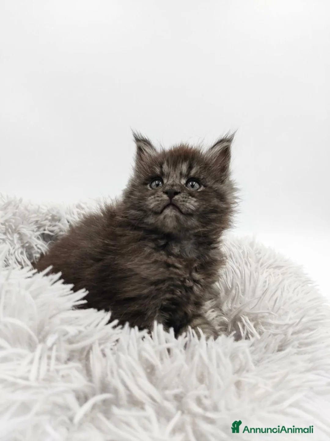 Maine Coon gatti in vendita: MAINE COON CON PEDIGREE:PERCORSO DI ADOZIONE ETICO - Annuncio 2