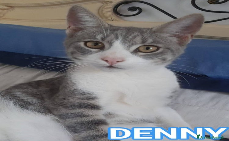 Europeo gatti - Annuncio 6