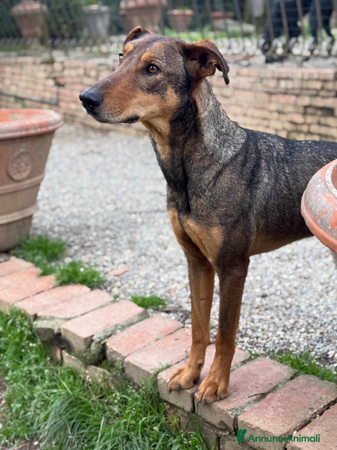 Dobermann cani in regalo: ARTU', magnifico mix DOBERMANN - Annuncio 9