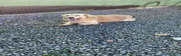 Meticcio cani in regalo: OSCAR, simil Golden, zampette corte  - Annuncio 7