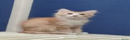Meticcio gatti in regalo: Regalo gattini  - Annuncio 3