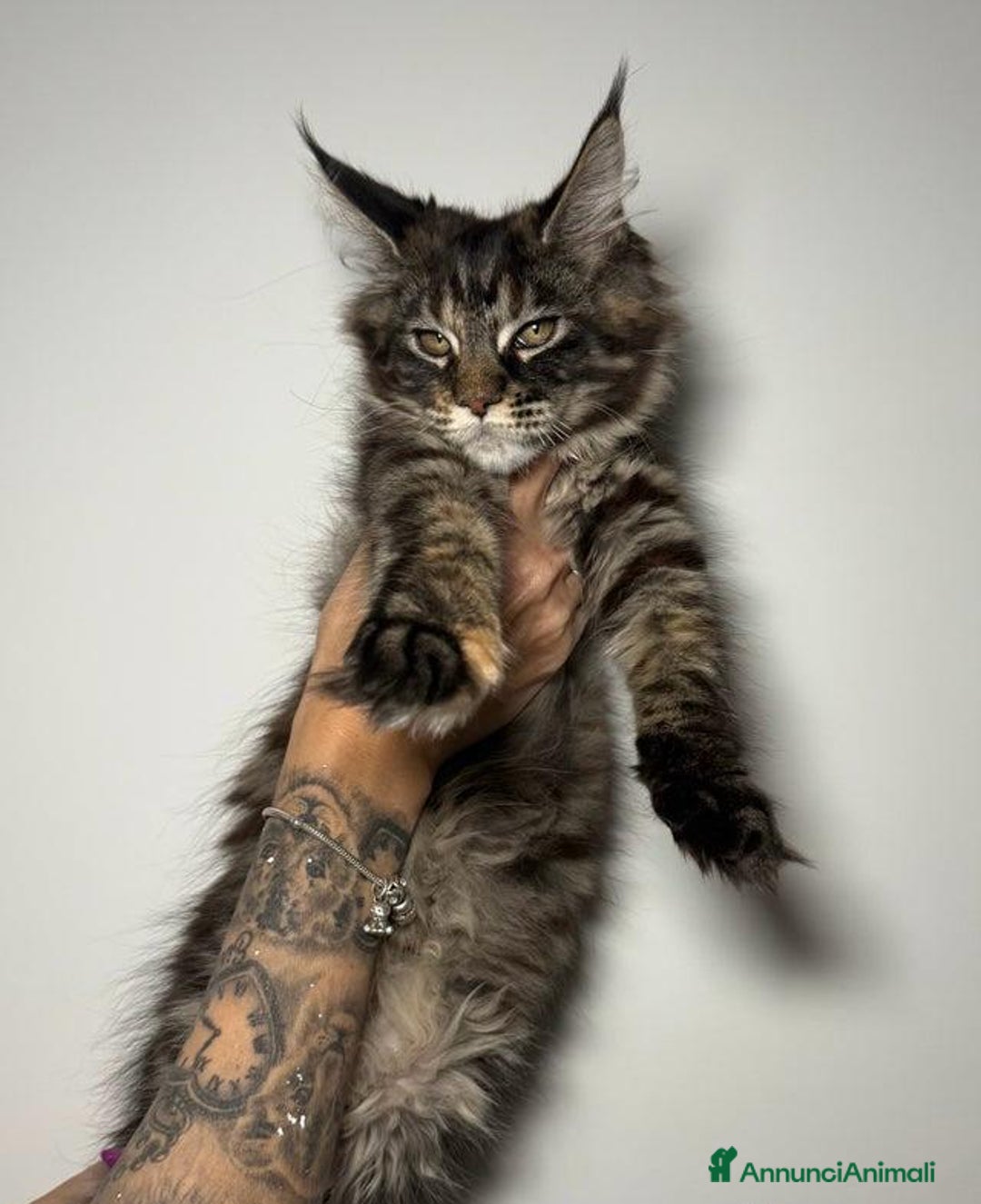 Maine Coon gatti in vendita: Dolcissimi e sani gattini pronti per una nuovacasa - Annuncio 4