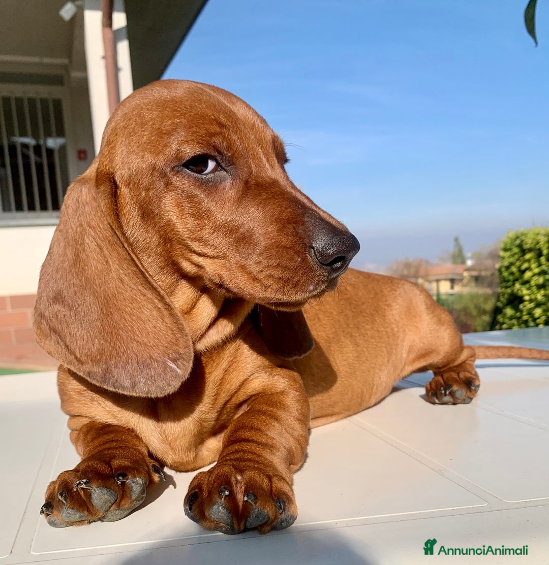 Bassotto cani in vendita: CUCCIOLO BASSOTTO STANDARD PELO CORTO - Annuncio 7