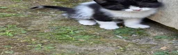 Meticcio gatti in regalo: Cercasi casa per cuccioli  - Annuncio 19