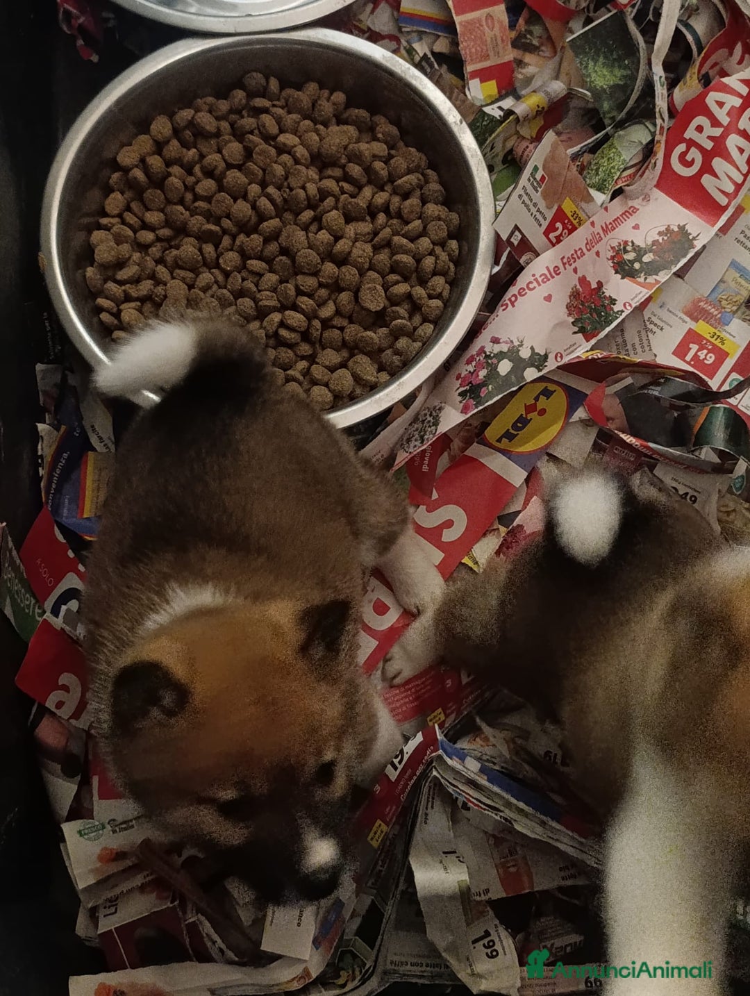 Shiba Inu cani in vendita: Shiba Inu a Province of Pavia - Annuncio 7