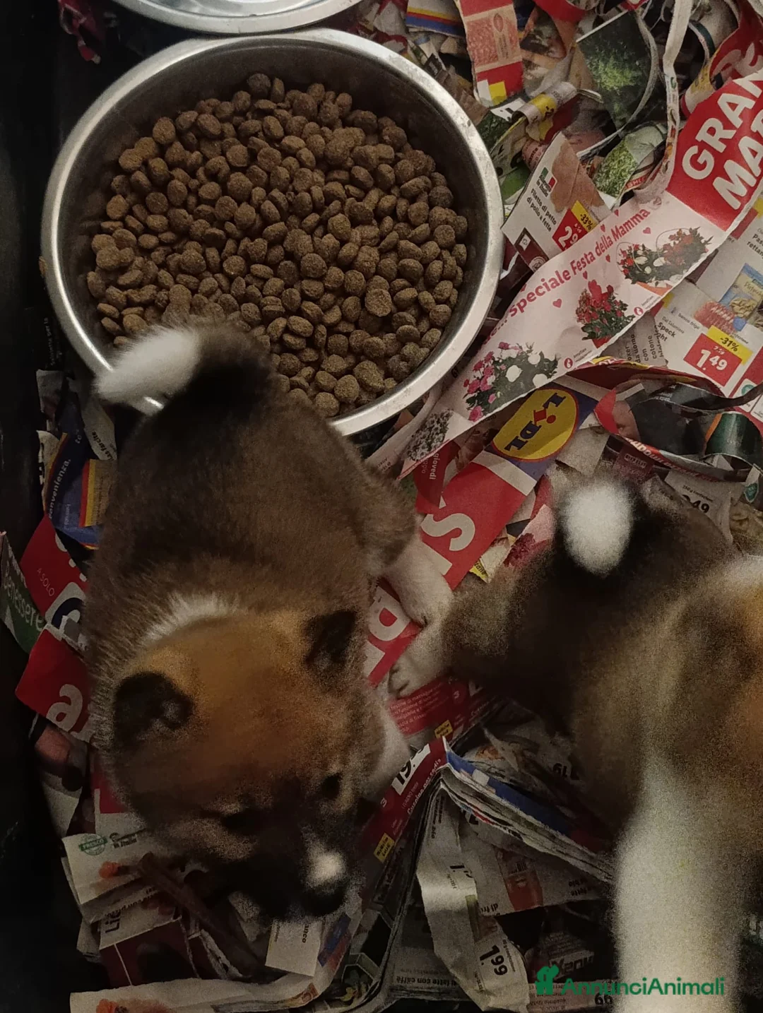 Shiba Inu cani in vendita: Shiba Inu a Province of Pavia - Annuncio 7