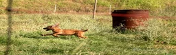 Rhodesian Ridgeback cani in vendita: Rhodesian Ridgeback da privato - femmina - Annuncio 7