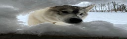 Husky cani per accoppiamento: Maschio di Siberian Husky per Monta a Provincia di Cuneo - Annuncio 6