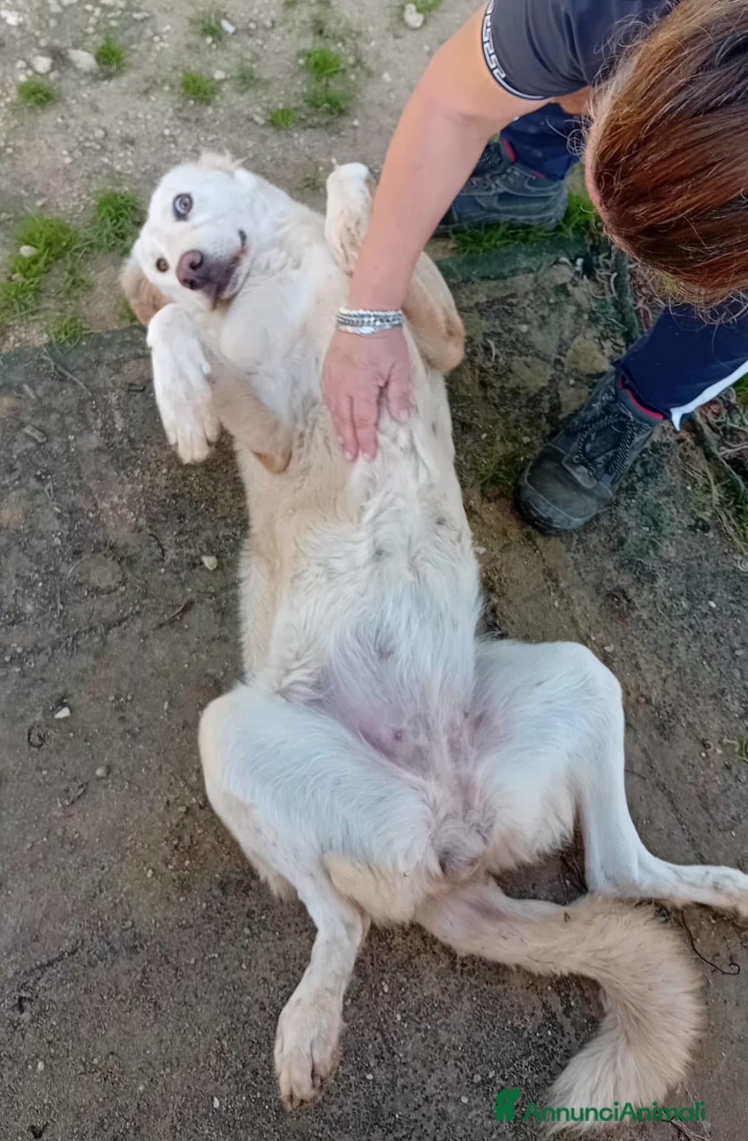 Altre razze cani in regalo: cipriA - Annuncio 4