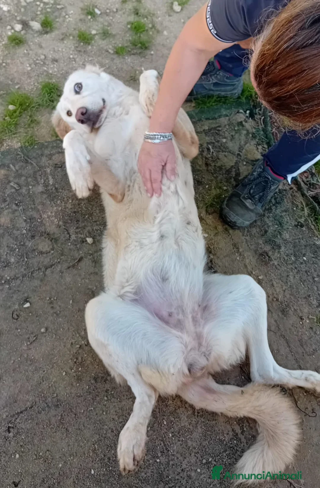 Altre razze cani in regalo: cipriA - Annuncio 4