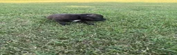 Staffordshire cani in vendita: Stupendi Staffy - Annuncio 19