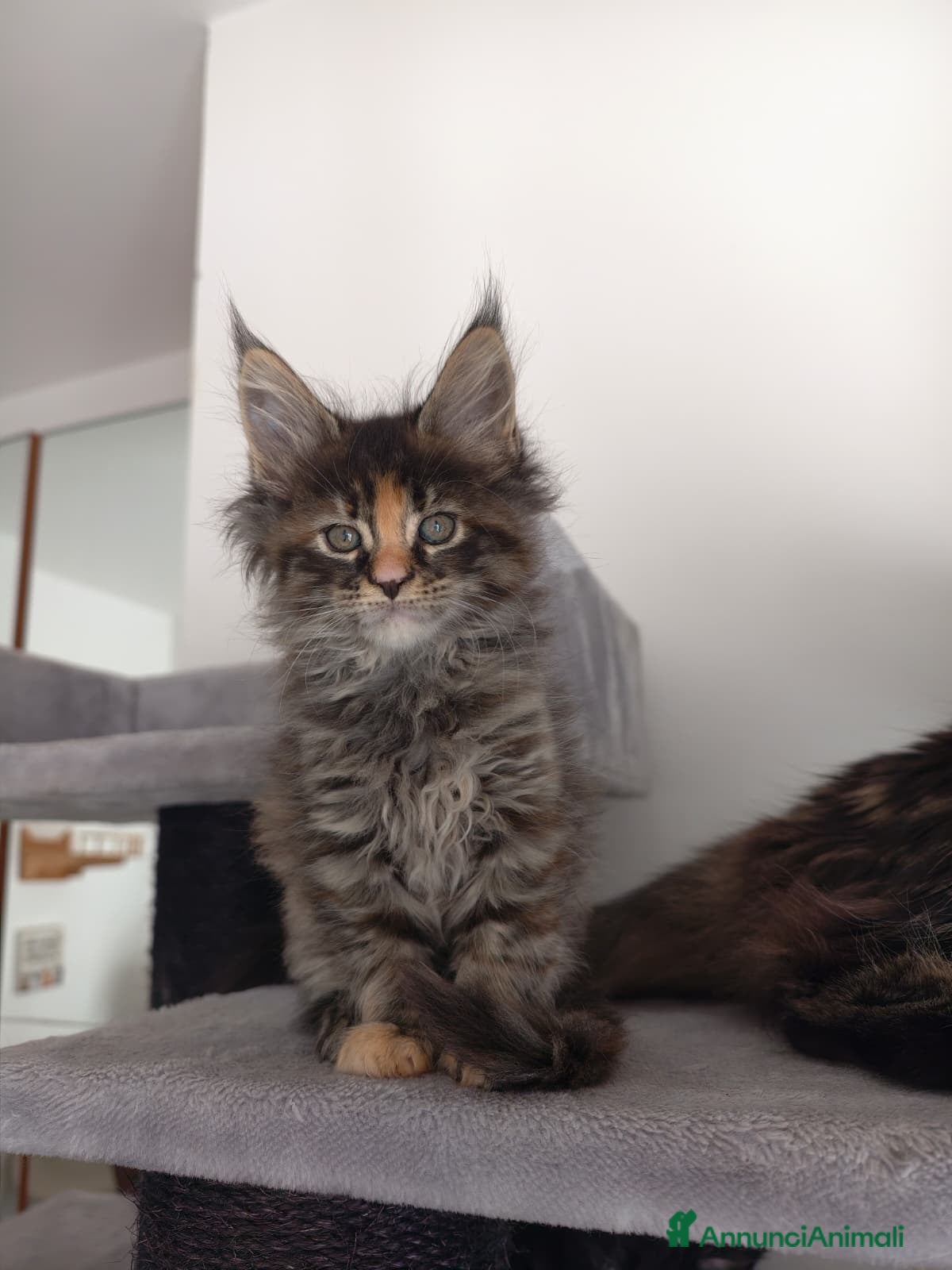 Maine Coon gatti Adorabile cucciola Maine coon  - Annuncio 9