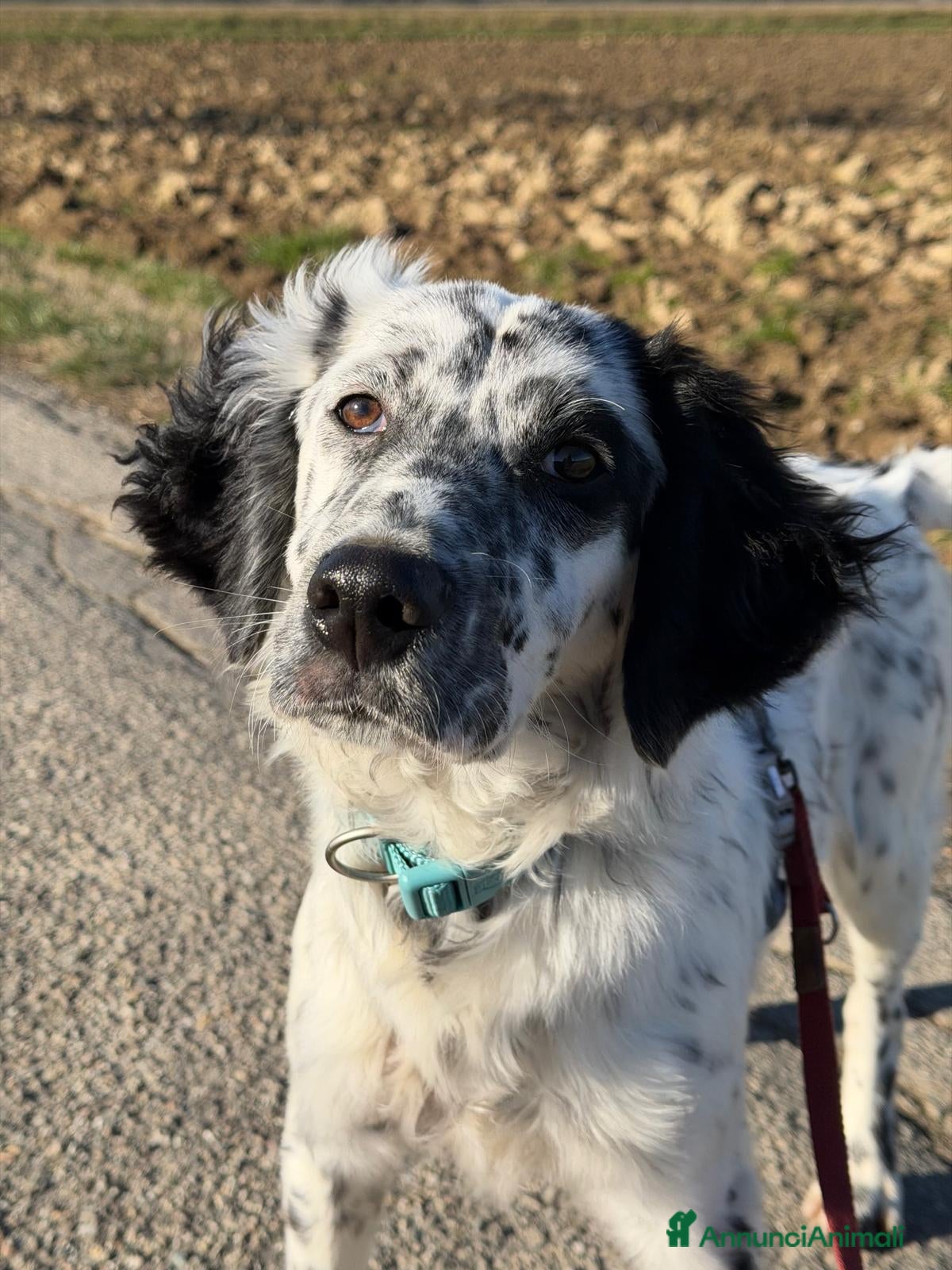 Setter Inglese cani CASPER dolcissimo setter - Annuncio 2
