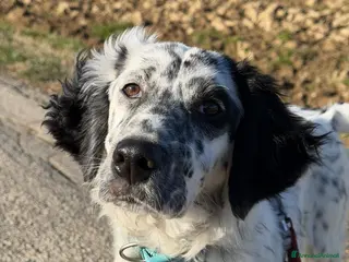 Setter Inglese cani CASPER dolcissimo setter - Annuncio 2
