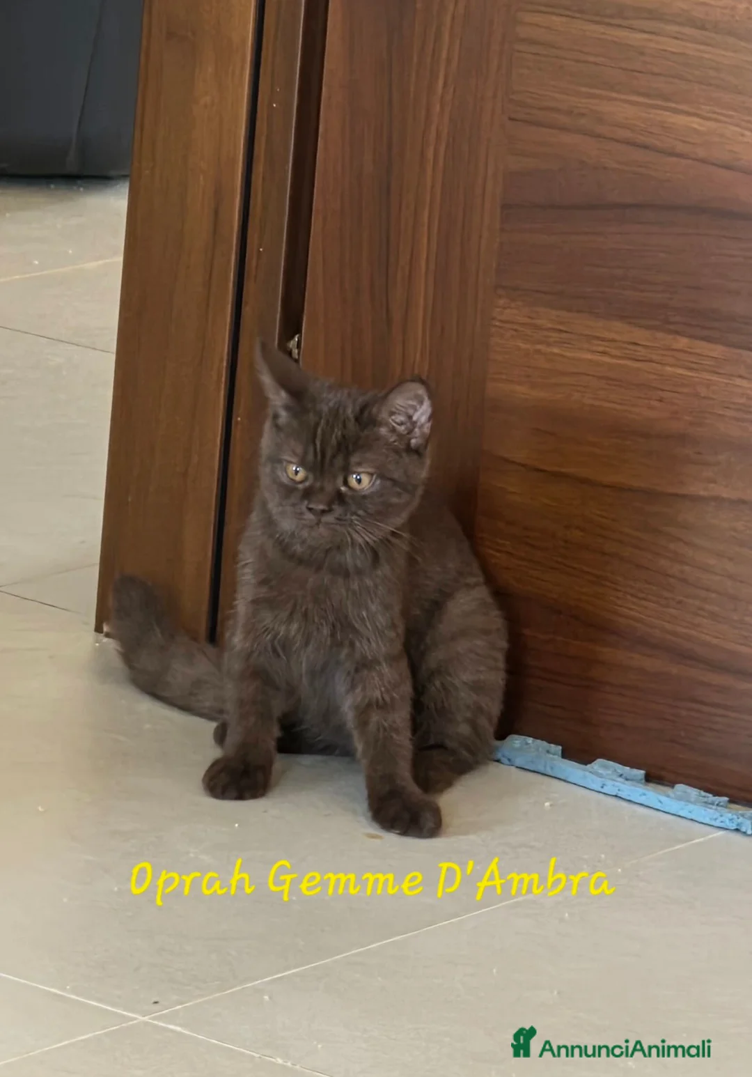British gatti in vendita: Femmina british shorthair chocolate  - Annuncio 1